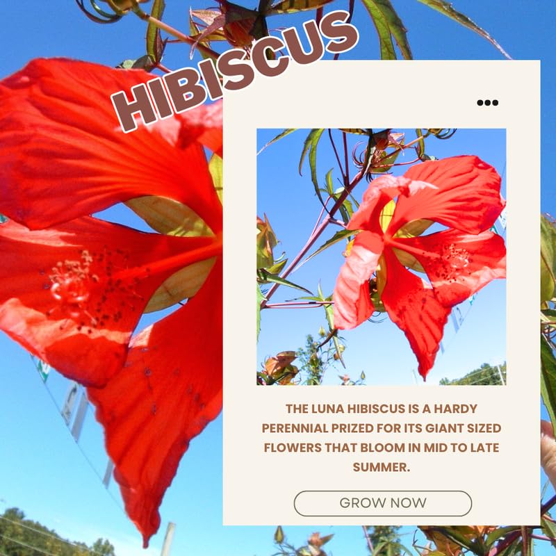 Deep Red Hibiscus Plant Live, Hardy Hibiscus Flowers for Outdoor Landscapes, 5-9 Inch Height, Ornamental Hibiscus Bush Shrub, Well-Rooted, No Pot