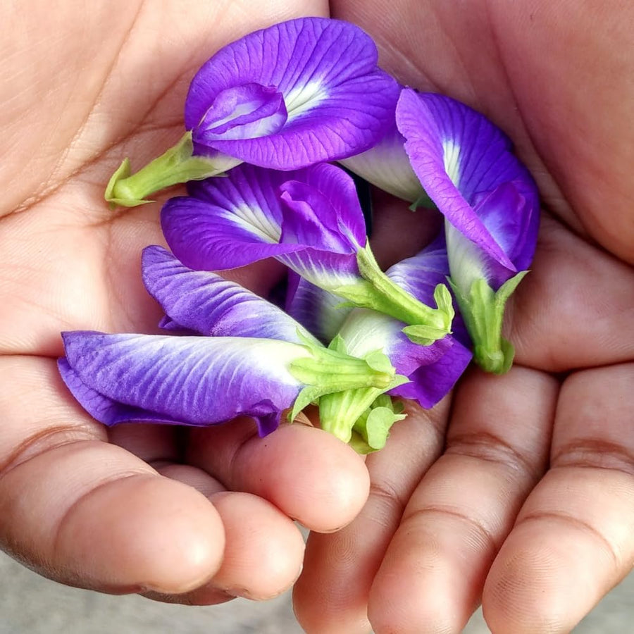 Butterfly Pea Plant in 4 Inch Pot, Blue Butterfly Pea Vine Plant Live, Outdoor Growing