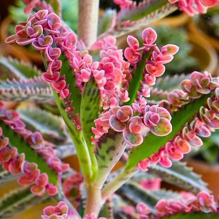 Live Kalanchoe Plant, Pink Butterfly Kalanchoe Plant in 2'' Pot, Mother of Thousands Succulents