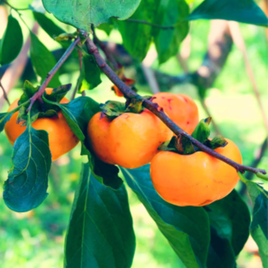 American Persimmon Trees Live Plants, Seedlings 8 to 12 Inc Tall, Sweet Persimmon Fruit Tree for Outdoor Planting, Dormant in Winter