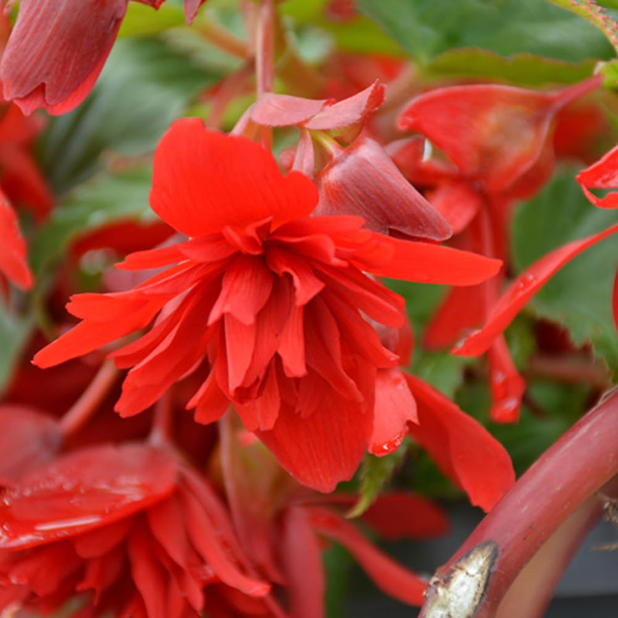 Pack 3 Red Begonia Flower Plants, 3 to 5 Inches, Outdoor Garden