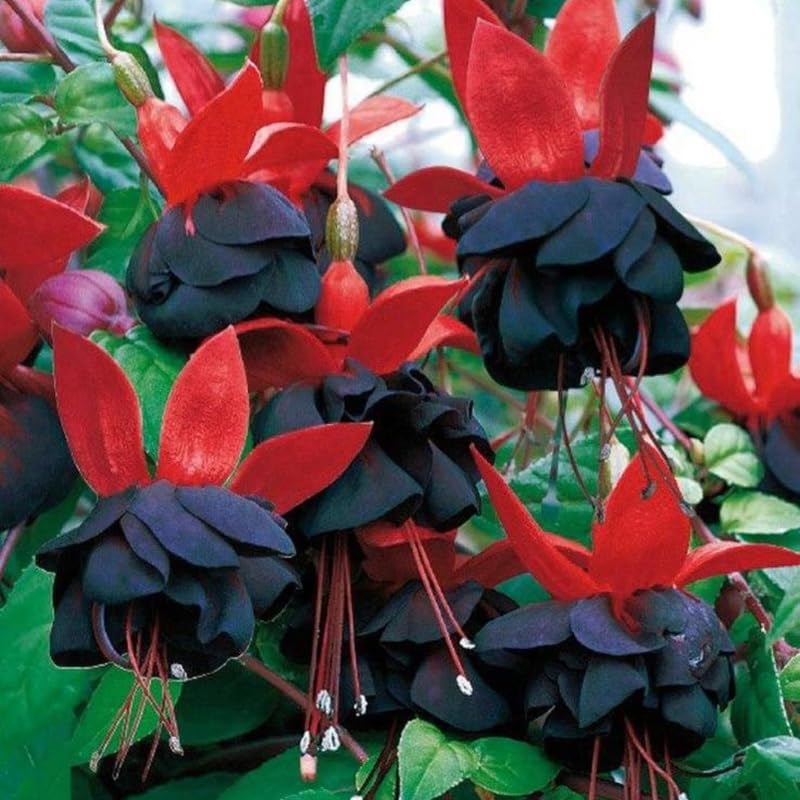 Black Fuchsia Plant Live, Hanging Basket Flower, 4-9" Tall, Hardy Fuchsia Vine for Shade Gardens, USDA Zones 8-11