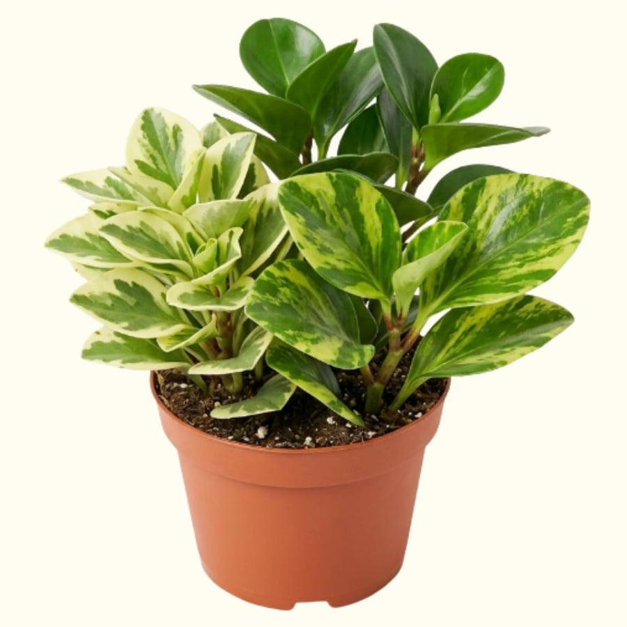 3 Assorted Peperomia Plants Live in 2 Inch Pot - 3-4" Mix Peperomia Plants, Mini Tropical Houseplants for Indoor Planting