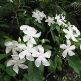 Set 2 Pinwheel Jasmine Plants Live, Jasmine Starter Plugs 3-5 Inches, Fragrant Jasmines Trailing Vine for Garden or Container