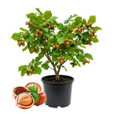 Set 2 Hazelnut Bare Roots Plant, Hazelnut Plant, 12-16 Inc Tall, No Leaf, 1-2 Years Old Bare Roots, Hardy Nut Tree for Outdoor Garden and Edible Landscape Growing