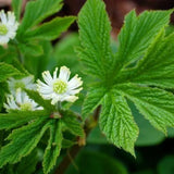 5 Goldenseal Roots for Planting, Golden Seal Live Roots Herb Perennial Plant, Hardy Shade Garden Woodland Spring for Outdoor Growing Zones 3–8