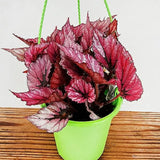 Set 3 Begonias Live Plants, Rare Red Begonia, No Pot, Starter 4 to 8 Inc Tall, Indoor Outdoor Houseplant