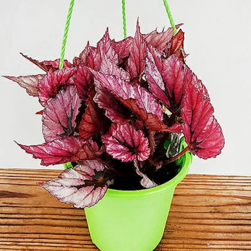 Set 3 Begonias Live Plants, Rare Red Begonia, No Pot, Starter 4 to 8 Inc Tall, Indoor Outdoor Houseplant