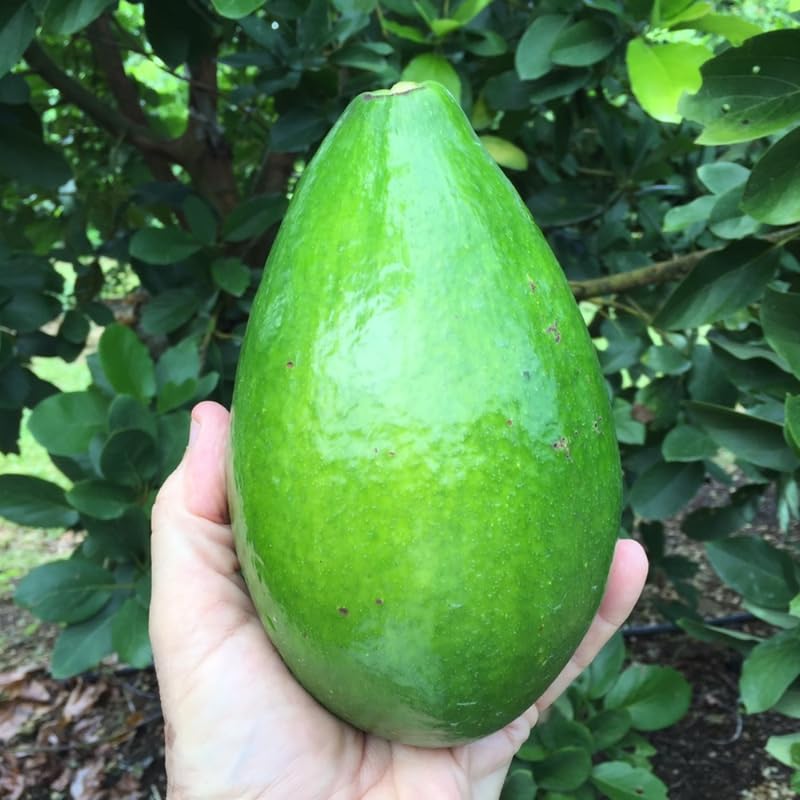 Avocado Tree Live Plant, Grafted Avocado Tree 3 Feet Tall in 3 Gallon Pot, Tropical Fruit Tree, Creamy Flavor