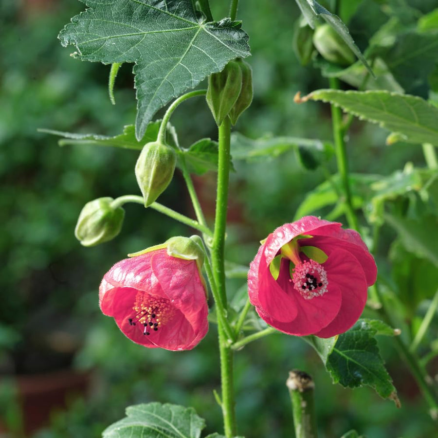 2 Abutilon Plants 5-9 Inches Tall - Lantern Trees Perfect for Enhancing Your Indoor and Outdoor Garden - Trailing Hanging Flower Vine (Pink Abutilon)