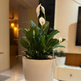 Peace Lily Plant Live, 4-6'' Tall, White Flower Indoor Houseplant, Outdoor for Growing, No Pot