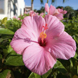 Set 4 Hardy Hibiscus Plants Live, Pink Hibiscus Flowers Bush Shrub Well-Rooted Plugs, 3-5" Tall, Ornamental Hibiscus Seedlings