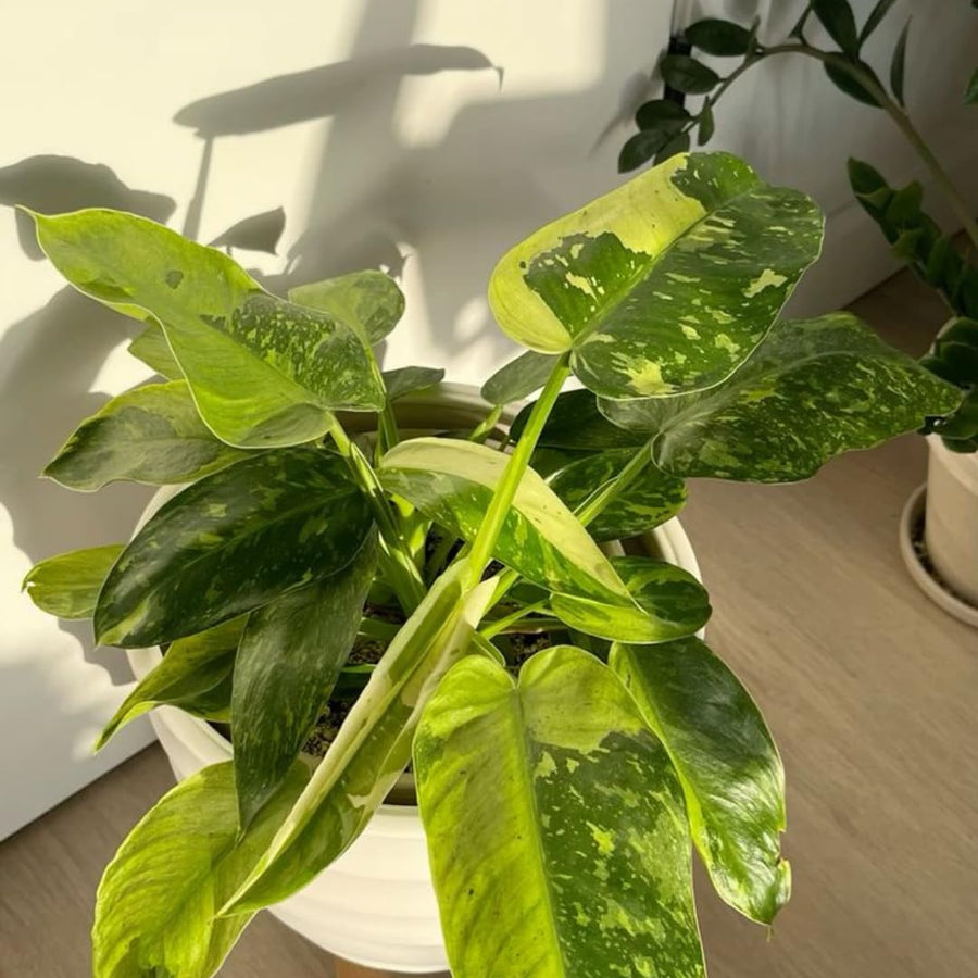 Set of 2 Live Variegated Green Philodendron Plants in 4 Inch Pots, Tropical Indoor Houseplants with Variegated Foliage, Ready to Grow