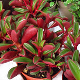 Peperomia Live Plant in 4" Pot, Easy-Care Indoor Trailing Houseplant Succulent Live (Ruby Peperomia)