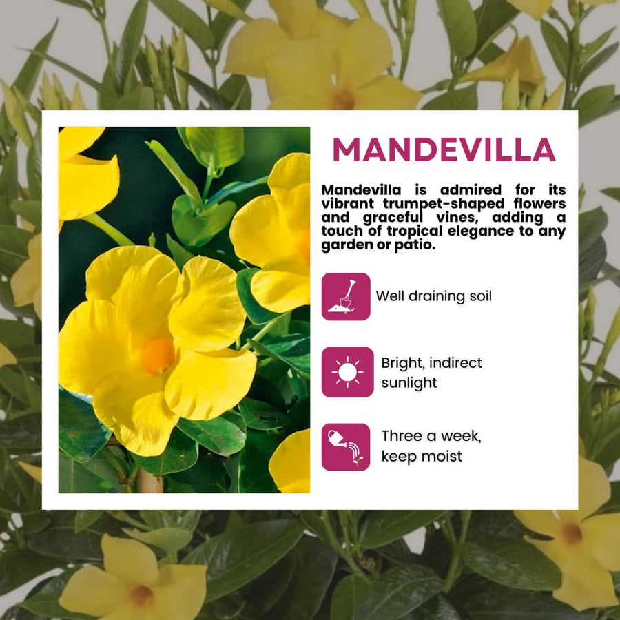 2 Yellow Mandevilla Live Plants, Mandevilla Flowering Vines Trellis, 4-9 Inch Tall Plants for Hanging Baskets, Container and Garden Growing