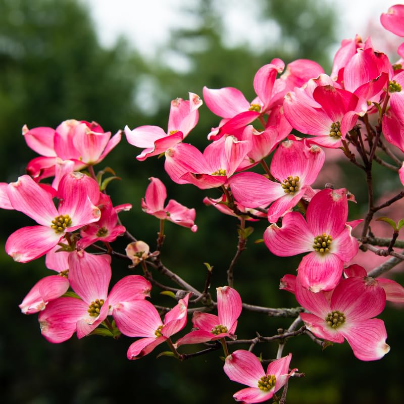 Pink Dogwood Tree Live Plant for Planting 7-12 Inc Height, in Pot, Pink Dogwood Live Plant Dogwood Bush Shrub, Dogwood Plant Live, Dogwood Flowers