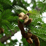 Live Tamarind Tree Plant, Tamarind Fruit Tree, Tropical Fruit, 4 Inch Pot, Ready for Planting