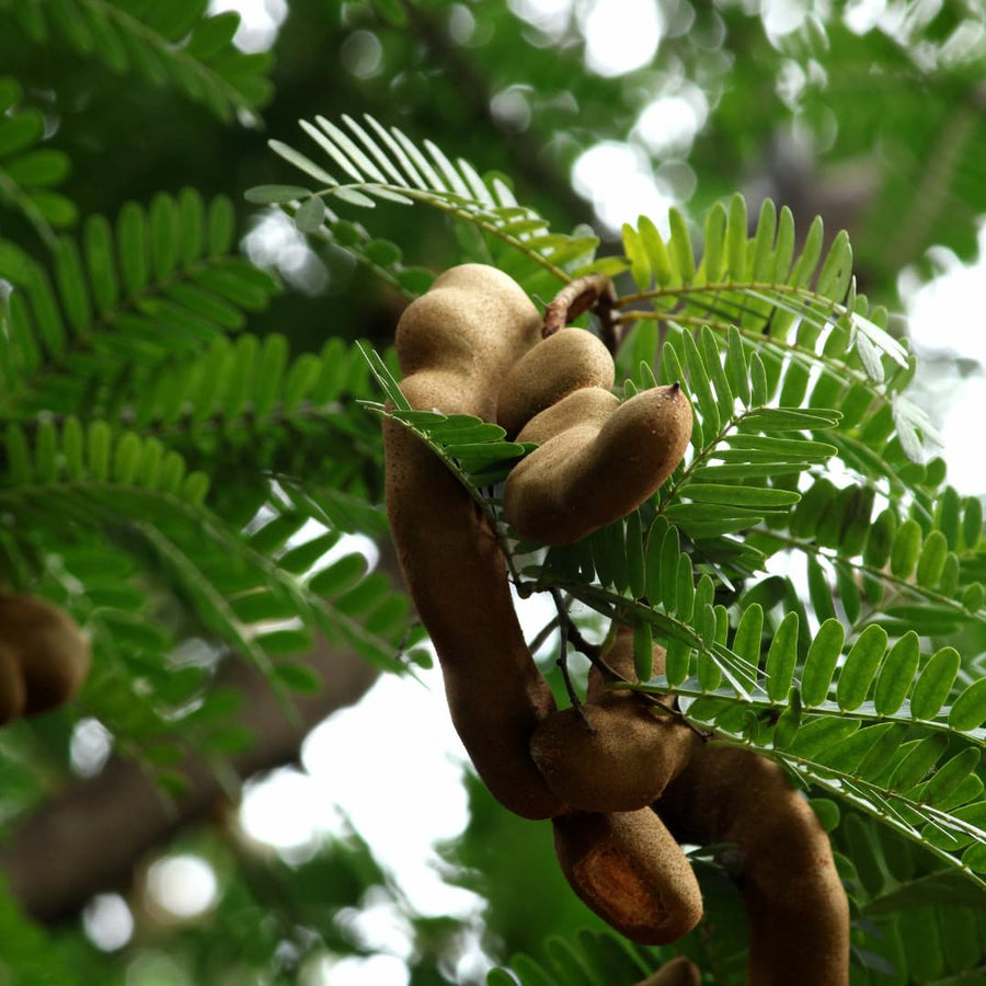 Live Tamarind Tree Plant, Tamarind Fruit Tree, Tropical Fruit, 4 Inch Pot, Ready for Planting