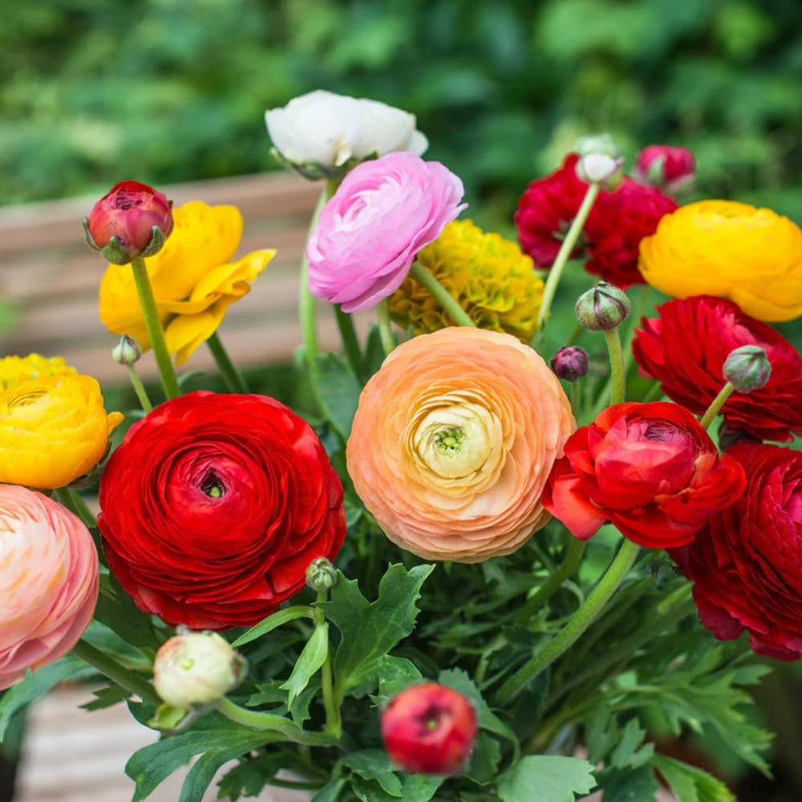 Ranunculus Bulbs, 25 Ranunculus Bulbs, French Peony Style Buttercup Corms, Spring Blooming Garden Flowers, Vibrant Flower Plant (Mix Ranunculus)