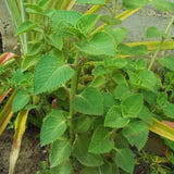 4 Cuban Oregano Live Plant, Oregano Plants Live, Spanish Thyme Vegetable Plants Live, Mexican Mint Plant, 3 to 5 Inc Tall