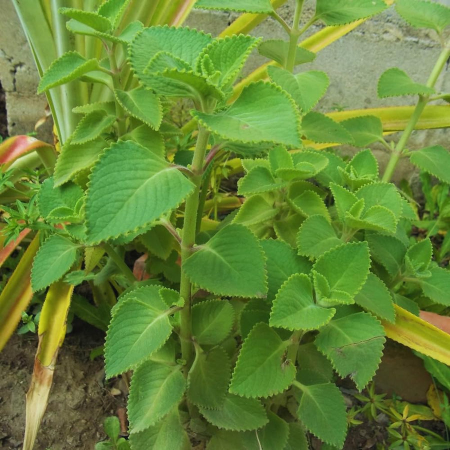 4 Cuban Oregano Live Plant, Oregano Plants Live, Spanish Thyme Vegetable Plants Live, Mexican Mint Plant, 3 to 5 Inc Tall