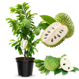 Soursop Tree Live Plant in Half Gallon Pot, Tropical Annona Muricata Guanabana Seedling Size 7-12" in Tall, Zones 9-11, No CA