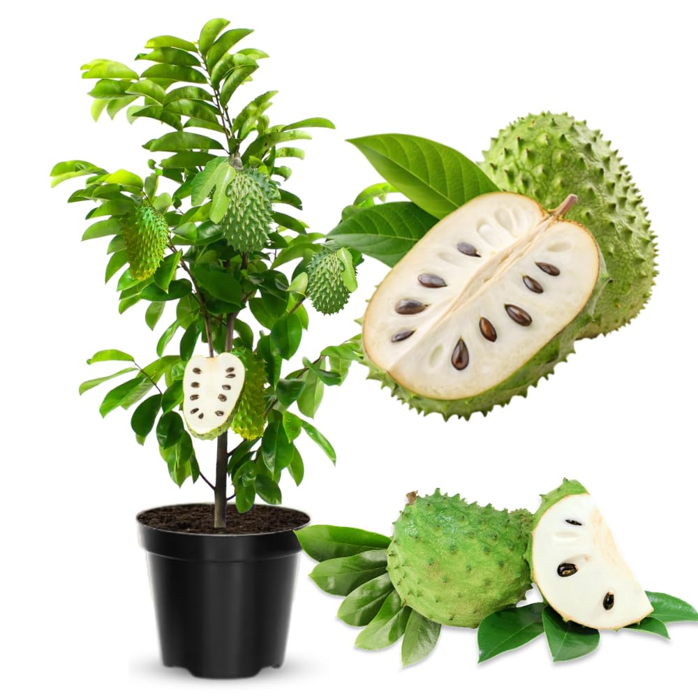 Soursop Tree Live Plant in Half Gallon Pot, Tropical Annona Muricata Guanabana Seedling Size 7-12" in Tall, Zones 9-11, No CA