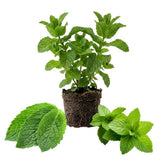 Mojito Mint Plant Live for Planting, Mint Herb Seedlings Well Rooted from 4 to 6 Inches Tall, Fragrant Leaves for Outdoor Garden