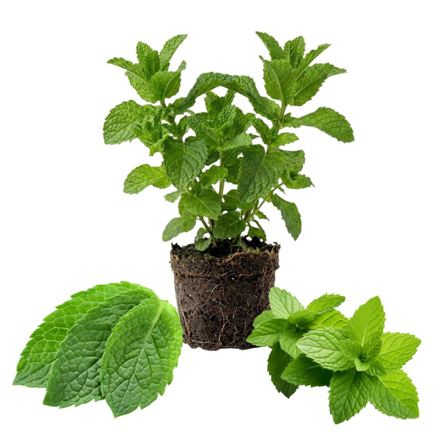 Mojito Mint Plant Live for Planting, Mint Herb Seedlings Well Rooted from 4 to 6 Inches Tall, Fragrant Leaves for Outdoor Garden