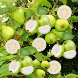 Sweet White Guava Tree Live Plant, Potted 8-10" in Tall Tropical Fruit Tree, Zones 9-11 for Outdoor Indoor Planting