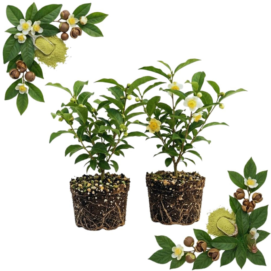 Tea Plant Camellia Sinensis Plants Live, Set 2 Plants, Live Tea Plant Tree, Herb Plant Garden