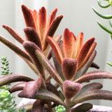 Kalanchoe Live Plant, Kalanchoe Mother of Thousands, Variegated Succulent Houseplant Indoor, 2 Inch Pot (Chocolate)