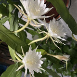 2 Queen of the Night Live Plant in 4 Inch Pot, Rare Night Blooming Orchid Cactus, Epiphyllum Oxypetalum Live Plant, 3-6 Inches Tall