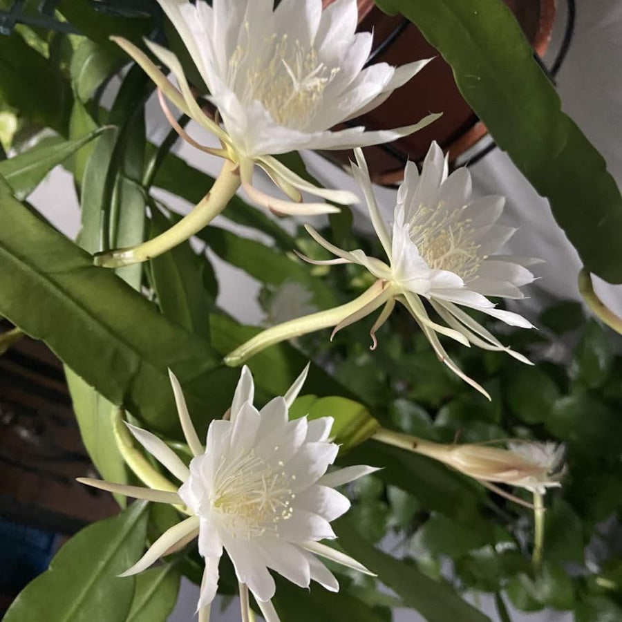 2 Queen of the Night Live Plant in 4 Inch Pot, Rare Night Blooming Orchid Cactus, Epiphyllum Oxypetalum Live Plant, 3-6 Inches Tall