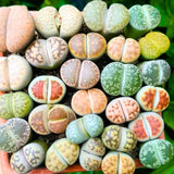 30 Live Lithops Succulent Plants, Assorted Color Living Stones, Rare Mix Succulents for Indoor and Outdoor Gardening, Bare Root