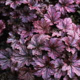 3 Coral Bells Heuchera Perenial Live Plants, Purple Seasonal Leaves Color Change, Well-Rooted 5-9 Inc Tall, No Pot