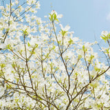 White Dogwood Tree Live Plant in Quart Pot, Flowering Dogwood Tree for Outdoor Garden, Ornamental Tree for Landscape, Yard or Garden Planting