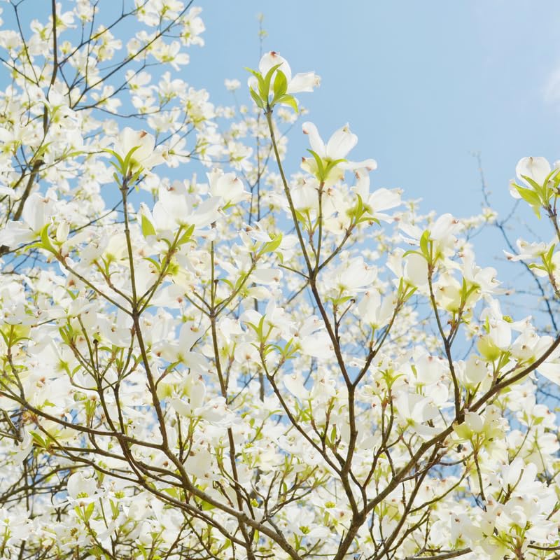 White Dogwood Tree Live Plant in Quart Pot, Flowering Dogwood Tree for Outdoor Garden, Ornamental Tree for Landscape, Yard or Garden Planting