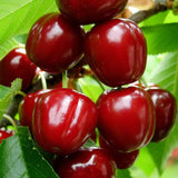 Acerola Barbados Cherry Plant Live, 2 Years Old Early Fruiting Cherry Fruit Live Plant, Sweet Tropical Fruit Tree, 2 feet Tall for Outdoor Garden
