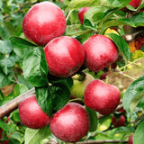 2 Apple Trees Live Plants Bareroots 1.5-2 Feet Tall, Apple Plant Live for Planting, Live Apple Tree Plant, Sweet Apple Fruit Tree (Red Delicious Apple)