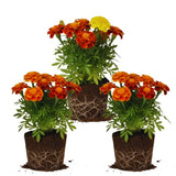 Orange Red Marigold Plants Live, 3 Starter Plant, Live Marigold Flower Plants Indoor or Outdoors Growing Planting Gardening