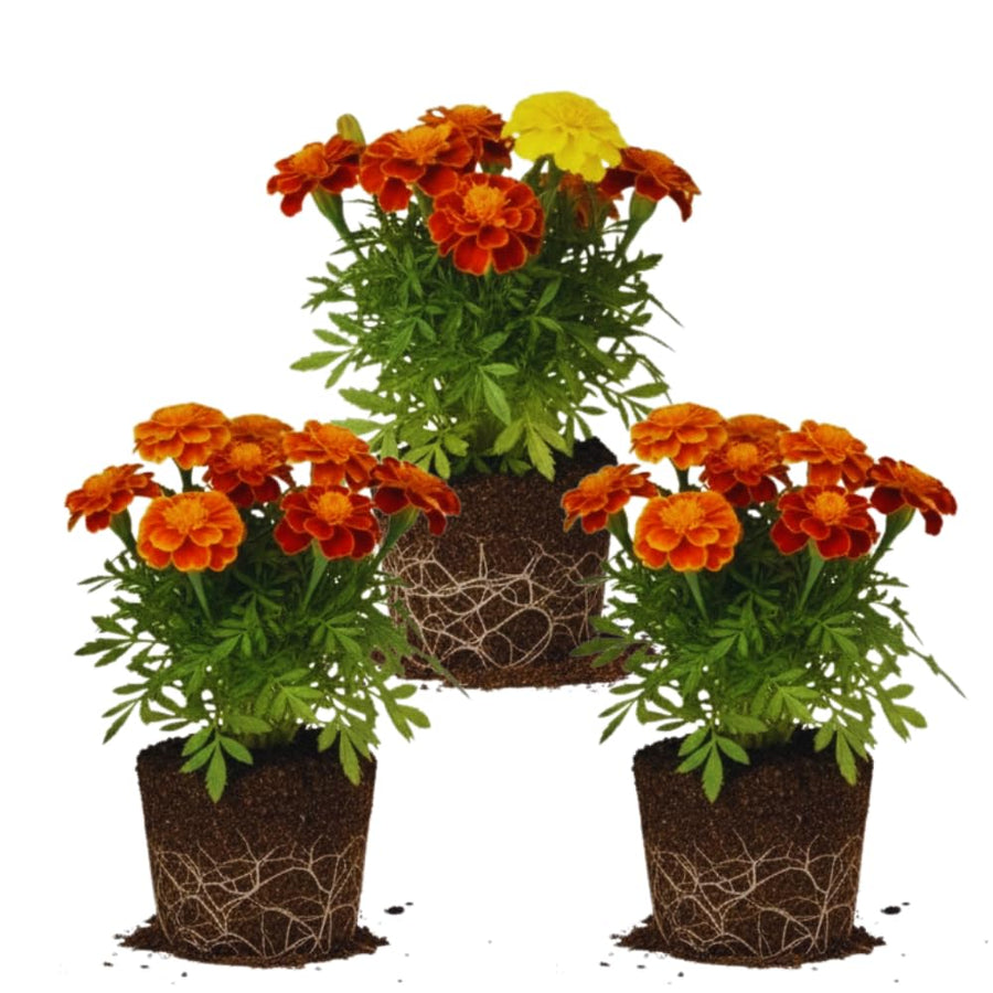 Orange Red Marigold Plants Live, 3 Starter Plant, Live Marigold Flower Plants Indoor or Outdoors Growing Planting Gardening