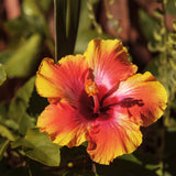 Hibiscus Flower Plant, Hibiscus Plants Live, Tropical Hibiscus Plant, Orange Sunset, Zone 10 to 12, Size 5 to 7 Inch Tall