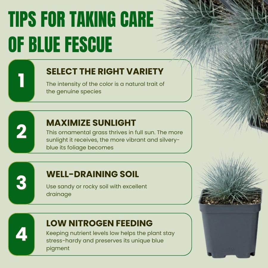 Set 2 Blue Fescue Grass Plants Live, Festuca Ornamental Grasses Live Plants Perennial, 5-8 Inches, Live Grass Plant for Planting