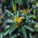 Live Spicebush Plant, Fragrant Plant, Low Maintenance, 8-12 Inches Tall in Quart Pot for Outdoor Planting