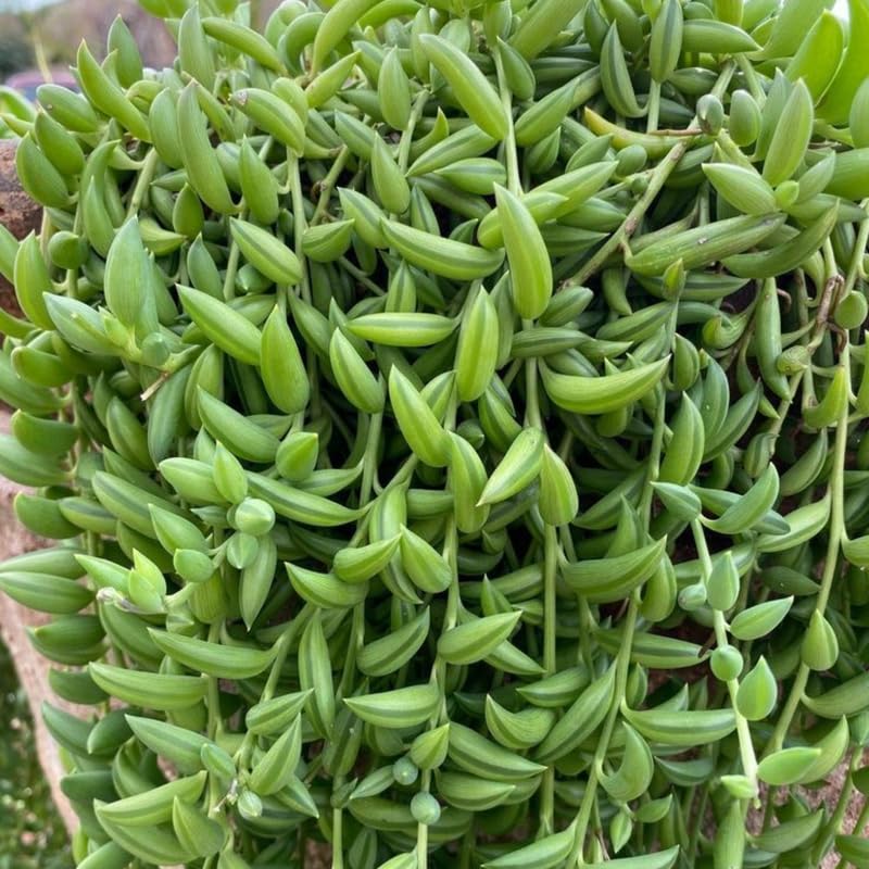 String of Bananas Live Plant in 4 Inch Pot, Live Trailing Succulent String of Bananas Plants, Succulents Plant for Indoor Décor, Easy Car