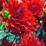 Dahlia Tuber for Planting, Red Dahlia Flower for Summer Blooms, Large and Vibrant Flowers, Suited for Zones 8 to 11