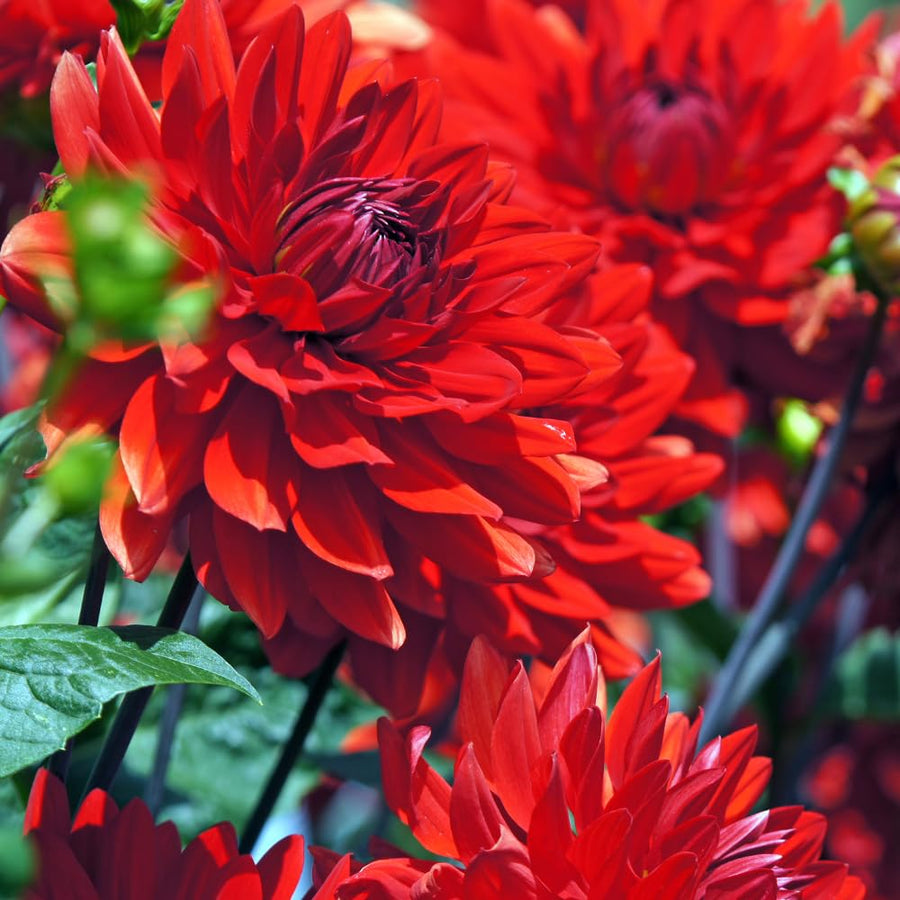 Dahlia Tuber for Planting, Red Dahlia Flower for Summer Blooms, Large and Vibrant Flowers, Suited for Zones 8 to 11