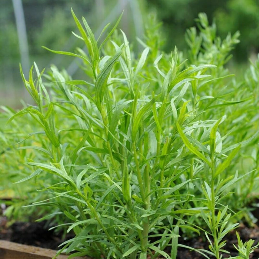 Pack 2 French Tarragon Plants Live, Tarragon Herb Plant Ready to Grow, 5-9 Inch Tall, Tarragon Mint for Your Garden