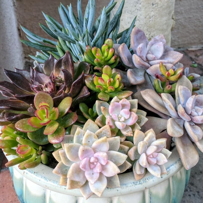 Pack 5 Mix Colorful Succulent Plants, 2" Pot, Assorted Succulents Plants Live for Home, Office, Gifts
